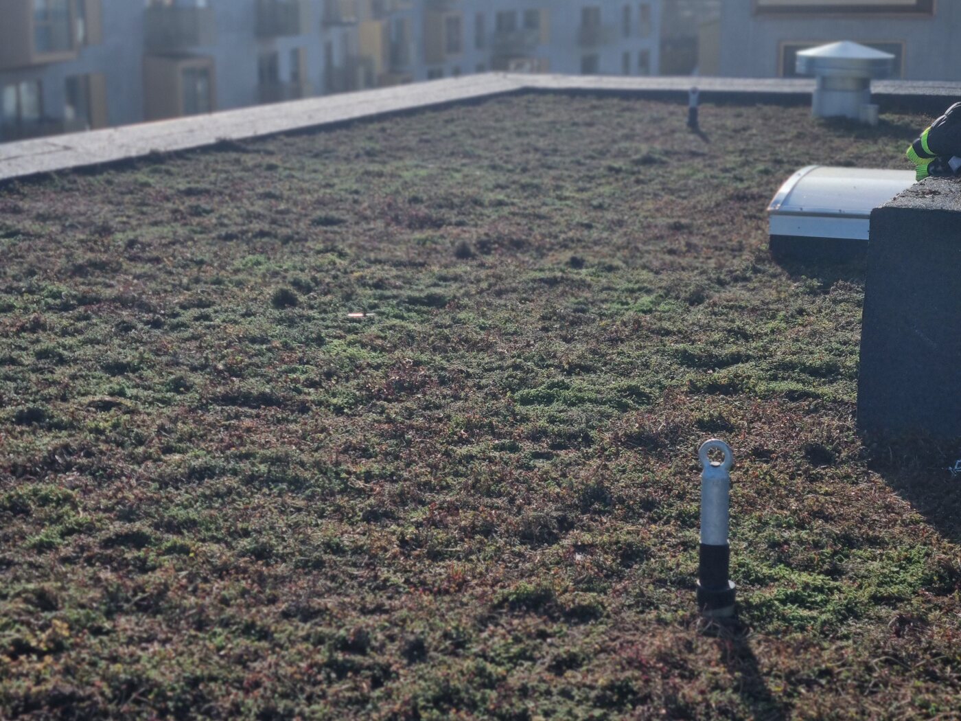 Sedum på taget udført af Haus360 i Risskov