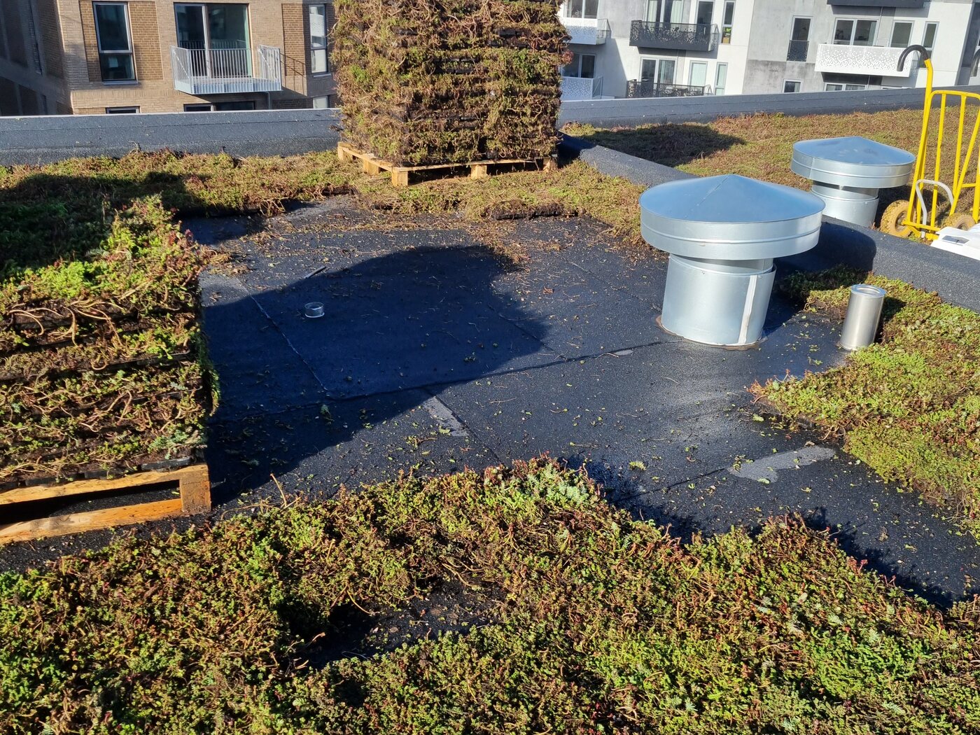 Sedum på taget udført af Haus360 i Risskov